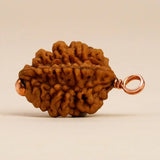 Dwimukhi Rudraksha 2 faced Beads