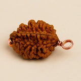 Dwimukhi Rudraksha 2 faced Beads