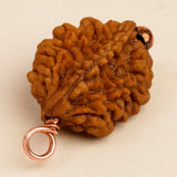 Dwimukhi Rudraksha 2 faced Beads